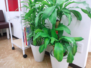 Photo_2